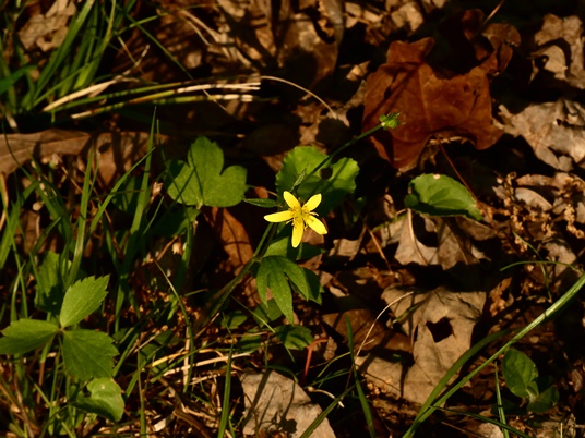 {Ranunculus septentrionalis}